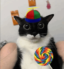 a black and white cat wearing a colorful hat is holding a colorful lollipop .