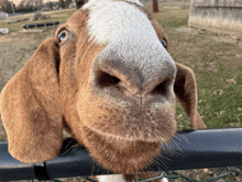 a close up of a goat 's nose with a fence in the background