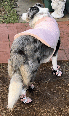 a dog wearing a pink vest and a pair of shoes