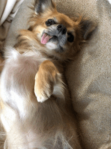 a dog laying on its back with its tongue out