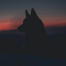 a silhouette of a dog 's head against a sunset sky