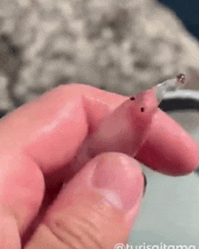 a close up of a person 's hand holding a small bug .