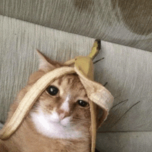 a cat with a banana on its head looks at the camera