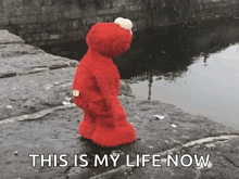 elmo is standing on a rock near a body of water with the words this is my life now above him