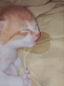 an orange and white kitten sleeping on a bed