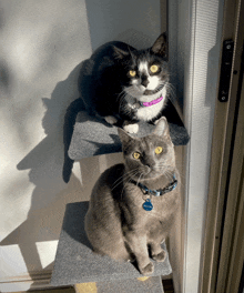 two cats are sitting on a cat tree one has a tag that says ' kitty ' on it