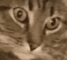 a close up of a cat 's eyes looking at the camera in a sepia tone .