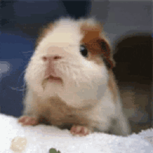 a brown and white guinea pig is sitting on a white towel with a piece of food in its mouth .