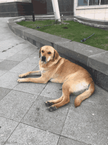 a dog laying on a sidewalk with imgflip.com written on the bottom right