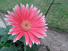 a close up of a pink flower with the words lonely traveler below it