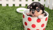 a small puppy is sitting in a cup on the grass .