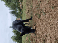 a black dog eating a stick in a field with trees in the background