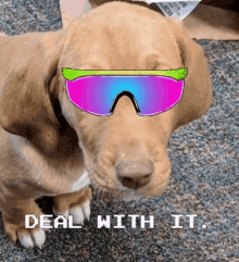 a dog wearing sunglasses with the words deal with it written below it