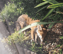 a fox is laying on the ground in the shade of a bush