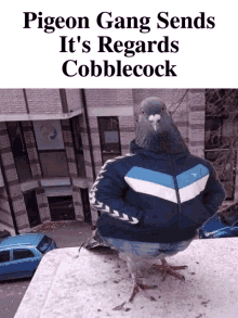 pigeon gang sends it 's regards cobblecock with a picture of a pigeon wearing a jacket