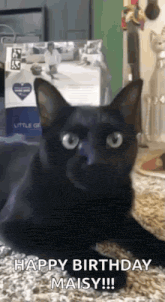 a black cat is laying on the floor and looking at the camera with the words `` happy birthday maisy !!! '' written on it .