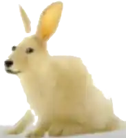 a drawing of a rabbit with a dog 's face