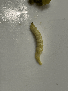 a close up of a worm on a white plate