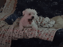 a small white dog is laying on a blanket with the word christmas on it