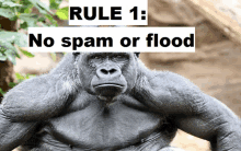 a picture of a gorilla with the words rule 1 : no spam or flood below it