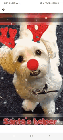 a small white dog with a red nose and reindeer antlers is wearing santa 's helper .