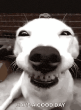 a black and white photo of a dog making a funny face .