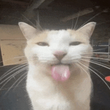 a white and orange cat sticking its tongue out .