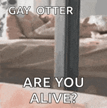 a picture of a person laying on a bed with a caption that says `` gay otter are you alive '' .