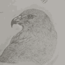 a black and white drawing of an eagle 's head with a sticker that says ' sketch ' on it