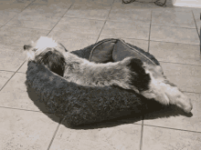 a small dog is laying in a dog bed on the floor