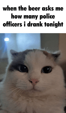 a cat with the words when the beer asks me how many police officers i drank tonight on the bottom