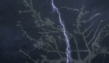 a lightning bolt is strikes a tree in the rain .