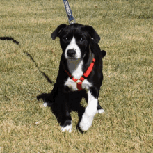 a black and white dog wearing a leash that says cowboys on it