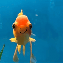a fish with a smiley face drawn on it 's face