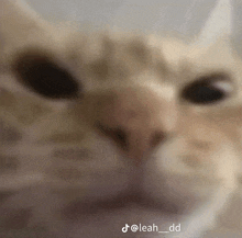 a close up of a cat 's face with its eyes closed