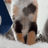 a close up of a cat 's paws standing on top of a white surface .