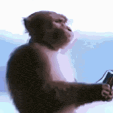 a close up of a monkey holding a book