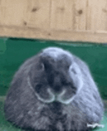 a close up of a gray rabbit sitting on a green blanket .