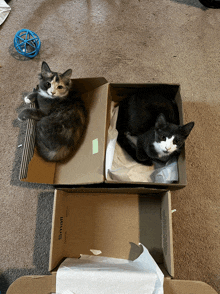 two cats are laying in cardboard boxes one of which says small