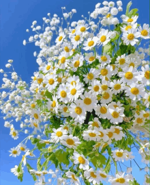 a bunch of white daisies with yellow centers against a blue sky