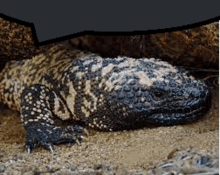 a lizard is laying on the ground in the sand .