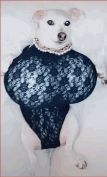 a small white dog wearing a black lace bodysuit and a pearl necklace