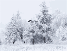 a picture of snow covered trees with the word winter in the corner