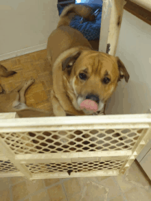 a dog sticking its tongue out behind a fence