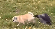 a dog is running away from a bird in the grass .