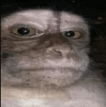 a close up of a monkey 's face with a serious look on it 's face .