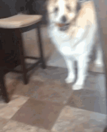 a dog is standing on its hind legs on a tile floor