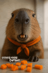 a close up of a capybara wearing an orange scarf eating carrots