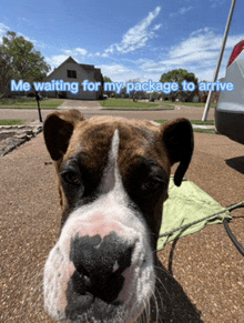 a brown and white dog is waiting for a package to arrive