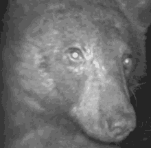 a black and white photo of a bear 's face looking at the camera .